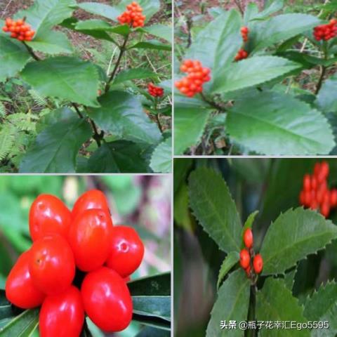 父亲节送什么花(适合父亲节用的鲜花介绍来咯)(7)