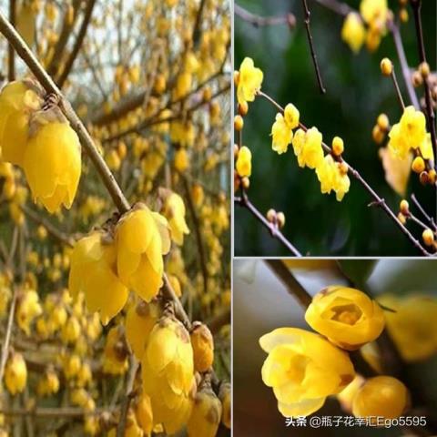 父亲节送什么花(适合父亲节用的鲜花介绍来咯)(6)