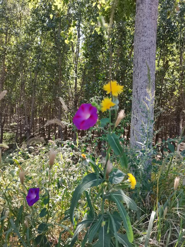 北辰郊野公园具体地点(历经车祸封闭后)(2)