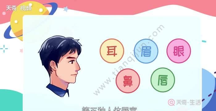 人的五官指什么部位器官