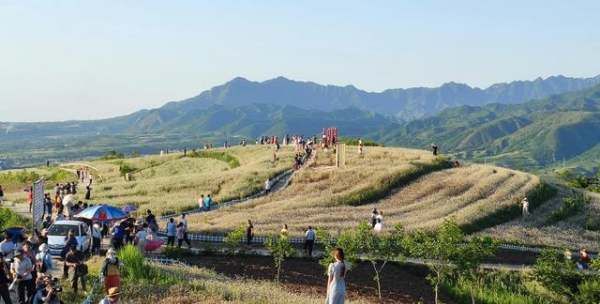 乌麦是什么,荞麦营养丰富市场销量大的原因图1