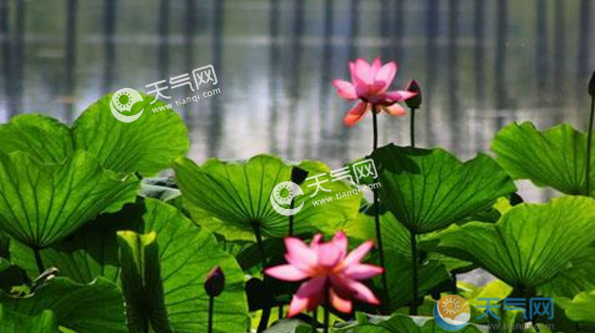 暑天分别是哪三暑2022