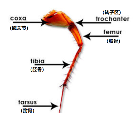 蟑螂会飞到天花板上,埃菲尔铁塔相当于几个楼层这么高图3