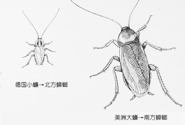 蟑螂会飞到天花板上,埃菲尔铁塔相当于几个楼层这么高图2