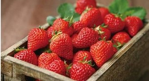 草莓红了后多久才能吃,草莓变红了之后有一点点发黄是什么事情图4