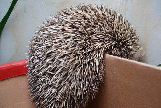 刺猬的刺除了保护自己;还有哪些作用