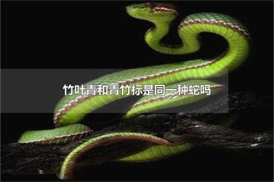 ​竹叶青和青竹标是同一种蛇吗(青竹彪和竹叶青的区别)