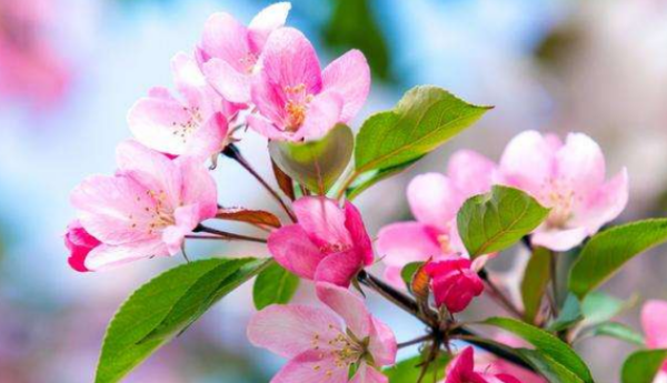 绿肥红瘦指的是什么花,知否应是绿肥红瘦的红瘦是什么花图1