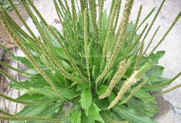 车前子的副作用（车前子的副作用有哪些）