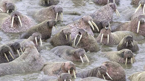 担任象群首领的是公象还是母象,象群首领为什么是母象图3