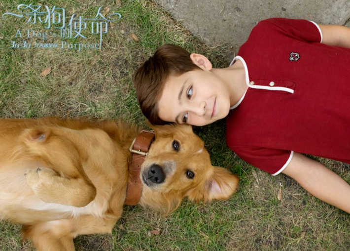 电影一条狗的使命结局