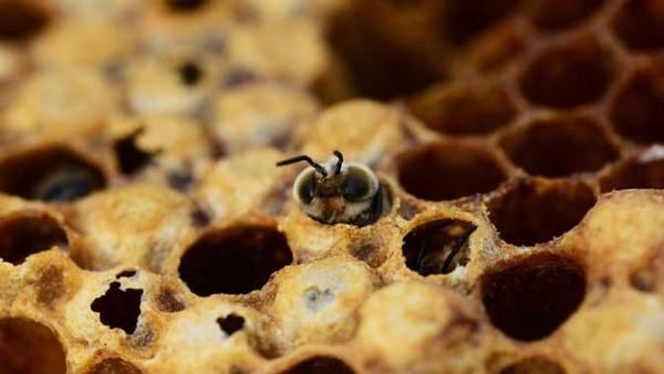 近距离分蜂的最佳方法,蜜蜂怎样分蜂才不会跑?图2