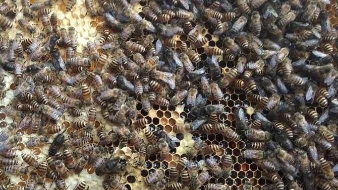 蜜蜂怎样人工分箱