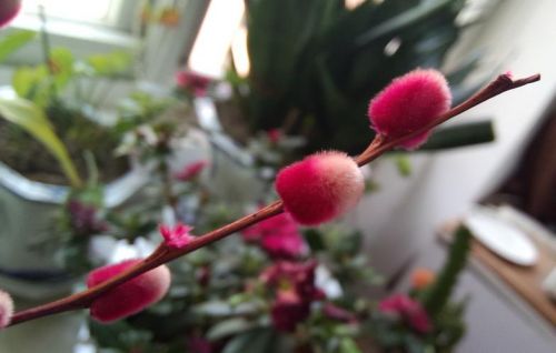 绒球花的拼音(绒球的拼音怎么读)-第1张图片-