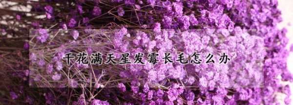 干花发霉还能要,保存干花的方法 如何将干花保存的更长久一些图2