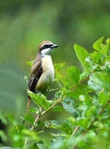 ​保护鸟类的方法有哪些，从生态环境的角度,谈谈爱护鸟类有哪些好处？
