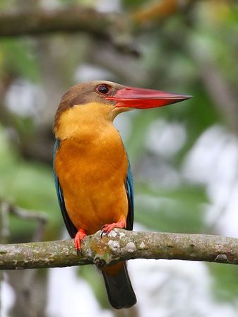 要研究、保护某地区的鸟类应做哪些准备