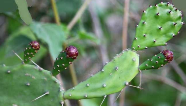火龙果是仙人掌的果实,火龙果怎么种植图2