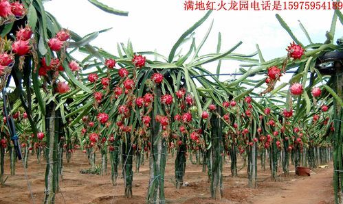 火龙果是不是在仙人掌上长出来的