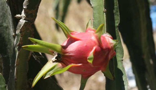 火龙果是仙人掌的果实,火龙果怎么种植图3