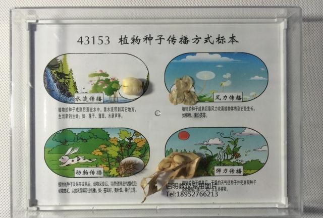 植物种子的传播方式有哪几种