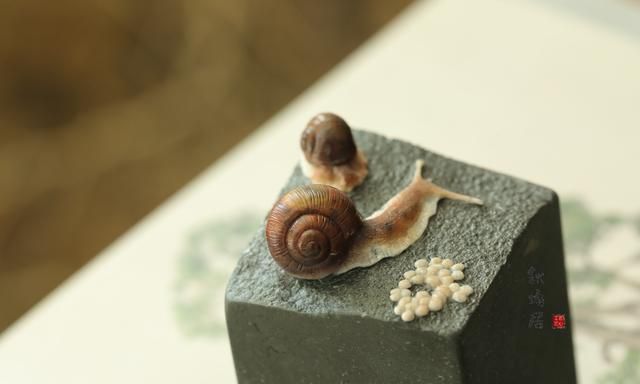 蜗牛的寓意和象征,蜗牛壳的寓意和象征?图4