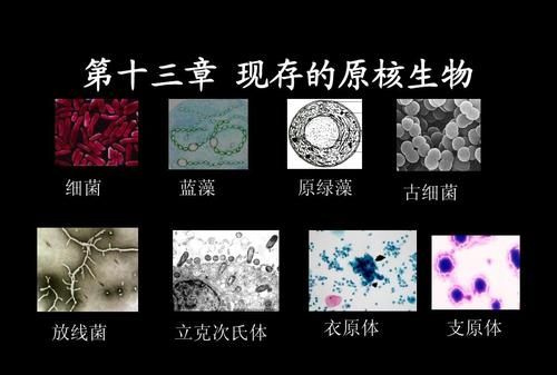 为什么原核生物往往采用负调控,真核生物往往采用正调控