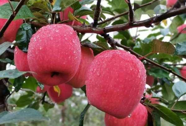 苹果皮皱了还能吃,苹果放时间长了软了还能吃吗图6