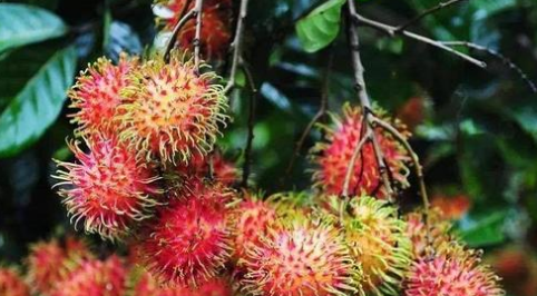 红毛丹是荔枝,红毛丹是不是荔枝的一种图2