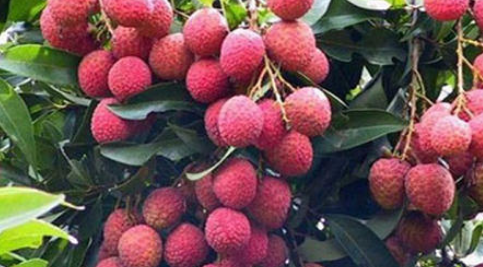 红毛丹是荔枝,红毛丹是不是荔枝的一种图3