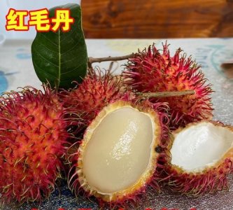 ​红毛丹是荔枝,红毛丹是不是荔枝的一种