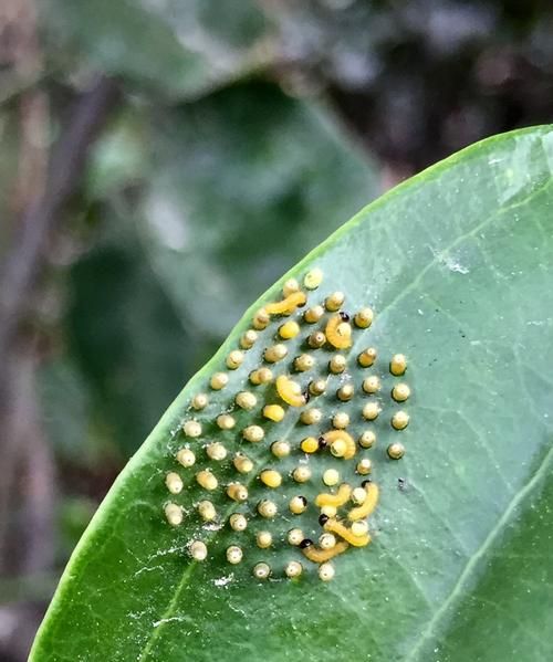 蝴蝶的生长发育经历了哪五个阶段脱皮