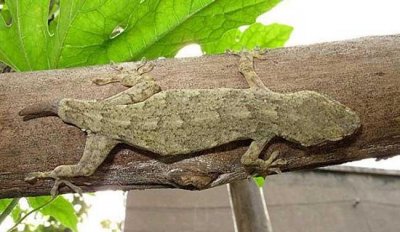 ​壁虎吃什么食物,家里有一只壁虎怎么办