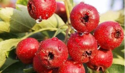 ​常见酸味食物，健脾消食常吃五种酸味食物？