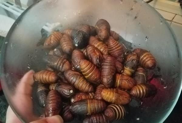 炒蚕蛹怎么做，炒蚕蛹怎么做？图8