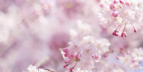 朝花夕拾好词好句摘抄,朝花夕拾每篇好词好句摘抄图3