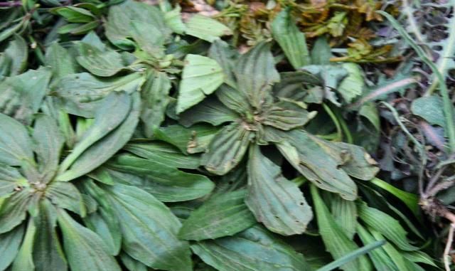 车前草煮水一次放多少，车前草是个宝，用来煮水喝一段时间，会有什么好处？图9