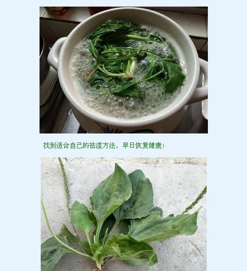 车前草和金钱草煎水喝有什么好处