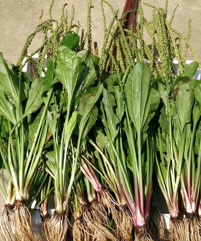 车前草煮水一次放多少，车前草是个宝，用来煮水喝一段时间，会有什么好处？图8