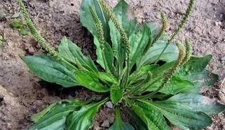 车前草煮水一次放多少，车前草是个宝，用来煮水喝一段时间，会有什么好处？图7