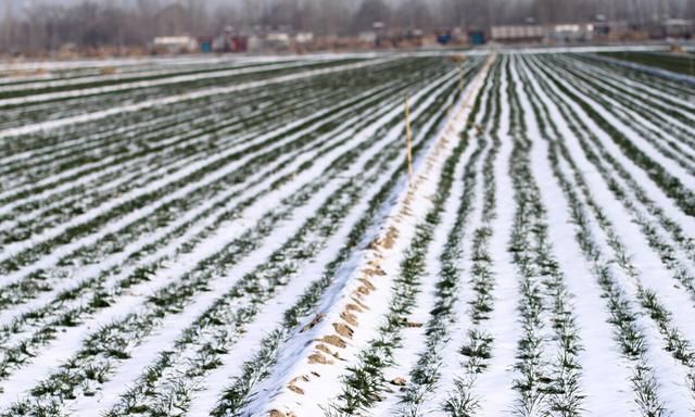 腊八节是什么意思，腊八节到了，“来年成不成，先看腊八冰”，怎么看法？什么意思？图3