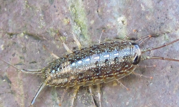 如何去除蟑螂以及预防蟑螂出没,怎样快速有效的消灭蟑螂图4