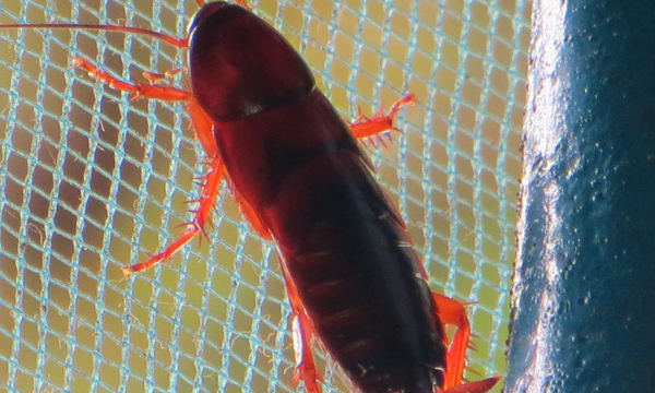 如何去除蟑螂以及预防蟑螂出没,怎样快速有效的消灭蟑螂图3