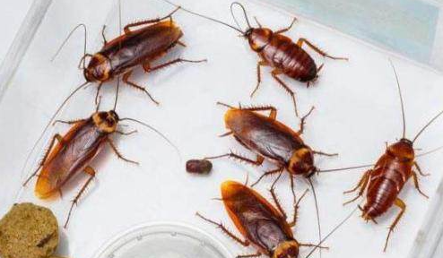 如何去除蟑螂以及预防蟑螂出没,怎样快速有效的消灭蟑螂图1