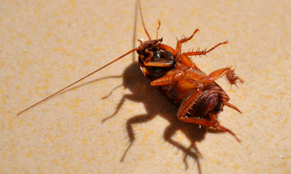 如何去除蟑螂以及预防蟑螂出没,怎样快速有效的消灭蟑螂图2