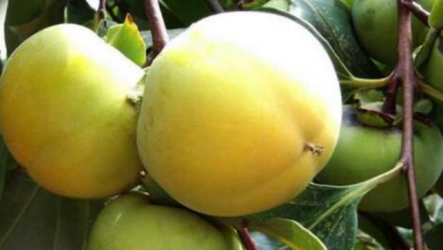 ​柿子泡水里几天能吃,盐水泡柿子几天能吃