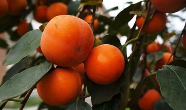 柿子泡水里几天能吃,盐水泡柿子几天能吃图4