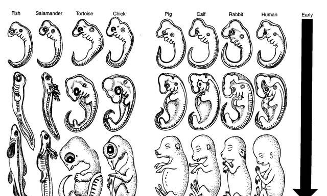 人和自然的关系,达尔文的进化论真的可靠?人类真的是由猿人而来的吗?图1