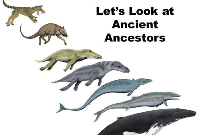 人和自然的关系,达尔文的进化论真的可靠?人类真的是由猿人而来的吗?图2