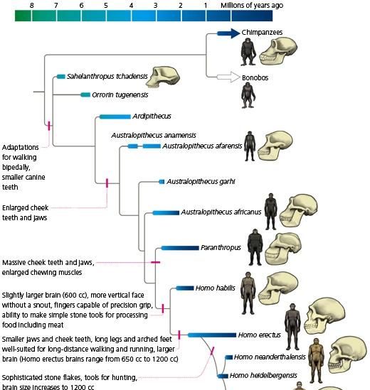 人和自然的关系,达尔文的进化论真的可靠?人类真的是由猿人而来的吗?图4